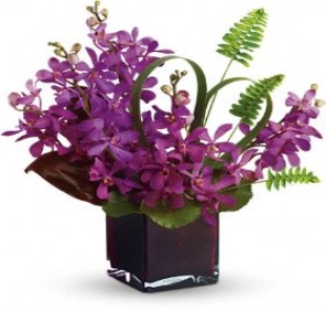 20 Purple Mokara Orchids