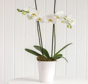 ORCHID PLANTS 2 IN POT